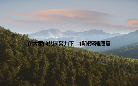 在大家的共同努力下, 猫咪逐渐康复