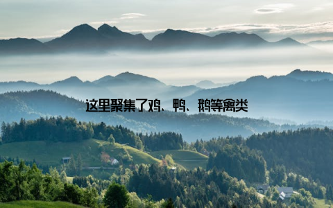 这里聚集了鸡、鸭、鹅等禽类