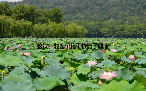 这次, 牲畜们终于恢复了健康