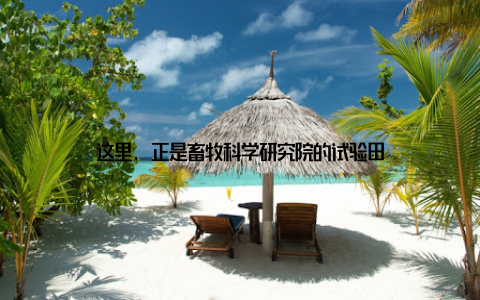 这里, 正是畜牧科学研究院的试验田