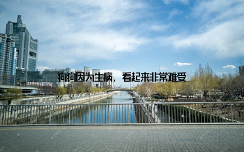 狗狗因为生病, 看起来非常难受